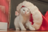 Mejores disfraces de Navidad para gatos del 2026 (análisis)