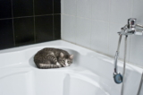 Por qué a los gatos no les gusta el agua: ¿Lo puedes convencer?