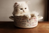 Mantener a los gatos alejados de las encimeras de la cocina
