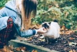 Enseñar a tu gato a venir cuando lo llamas