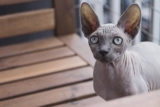 Gato esfinge o Sphynx: Información, características y datos de la raza del gato