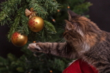 10 Consejos de seguridad para gatos durante la navidad