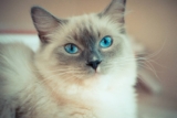 Gato Ragdoll: Información, características y datos de la raza
