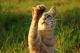 ¿Por qué los gatos tiran cosas? ¿Y qué puedes hacer al respecto?