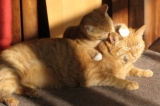 ¿Por qué los gatos se lamen entre sí? Datos que no sabías