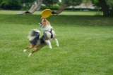 Los mejores frisbees para perros del 2024 (análisis)