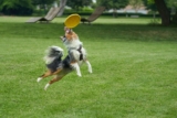 Los mejores frisbees para perros del 2026 (análisis)