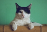 ¿Cuánto cuesta adoptar un gato?