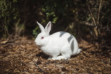Cojera en conejos: Causas comunes y tratamientos para tu conejo que cojea