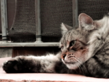 Hipertiroidismo en gatos (tiroides hiperactiva): síntomas y tratamiento