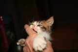 Cómo evitar que un gatito muerda