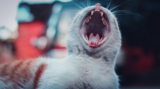 ¿Por qué mi gato pierde dientes? Conociendo las causas y buscando soluciones