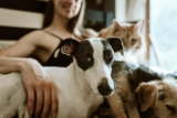¿Por qué a los perros les gusta que los acaricien? Todo lo que necesitas saber