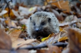 ¿Los erizos son buenas mascotas? Datos a considerar