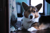 Corgi galés de Cardigan: características y origen de esta raza de perro de pastoreo