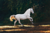 Caballo andaluz: De caballo de guerra a estrella de la doma