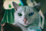 Heterocromía en gatos ¿Por qué algunos gatos tienen ojos de diferente color?