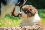 ¿Tu perro odia a los cachorros? 10 razones