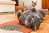Hierba gatera para gatos: guía definitiva con las mejores del 2024 (Catnip)