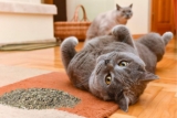 Hierba gatera para gatos: guía definitiva con las mejores del 2026 (Catnip)