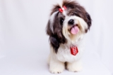 Shih Tzu: información, características y hechos de la raza