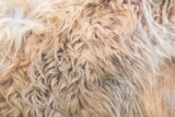 10 Formas Naturales de Reducir la Muda de Pelo en los Perros