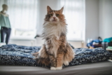 Artritis en Gatos: Síntomas y Tratamiento