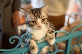 Entrenamiento clicker para gatos y 6 trucos para realizar