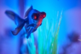 Mejores alimentadores automáticos para peces del 2026 (análisis)