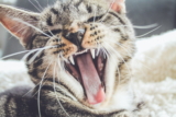 Mejor pasta de dientes para gatos: las 10 mejores del 2024