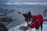 Los mejores chalecos de caza para perros del 2026 (análisis)