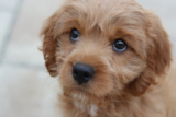 Cómo detener la micción sumisa en los perros, o por excitación