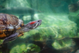 Mejores calentadores para Tortugueras (acuarios para tortuga) del 2026 (análisis)
