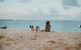 5 consejos de seguridad para llevar a tu perro a la playa