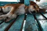 ¿Los perros machos tienen pezones? Todo lo que necesitas saber
