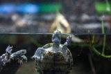 Tortugas Acuáticas: Guía Completa de cuidado e información