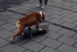 5 deportes para perros que tú y tu perro tenéis que probar este verano