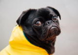 Los mejores impermeables para perros de 2020 (análisis)