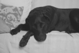 ¿Puedo usar Neosporin en mi perro? (5 cosas que debes saber)