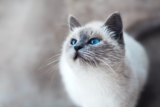 Autismo en gatos: ¿Pueden los gatitos ser autistas?