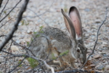 El porqué los conejos comen su caca: 6 Razones