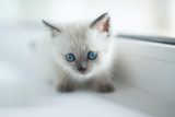 ¿Cuándo abren los ojos los gatitos?