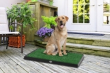 Los mejores inodoros para perros de interior del 2026 (análisis)