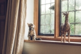 ¿Por qué los gatos hablan con los pájaros? 4 motivos