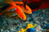 Cómo saber si una pez dorado está embarazada