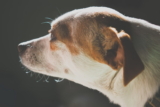 Las 5 Mejores Razas de Perros para la Tercera Edad
