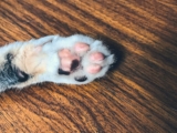 Cómo cortar las uñas a los gatos y sobrevivir