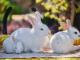 Embarazo en conejos: ¿Cómo saber si mi coneja está embarazada? Señales y cuidados