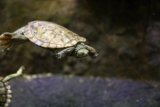 Los mejores filtros para tortugueras del 2026 (análisis)