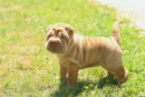 5 razas de perros arrugados: cuidado, salud y características únicas